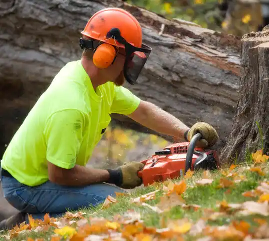 tree services Mott